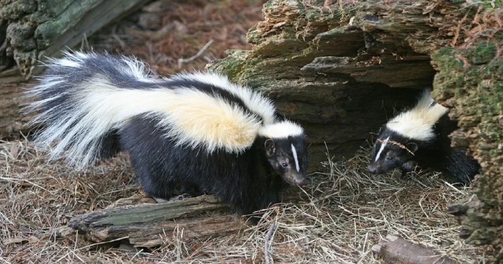 Skunk Den: What You Need to Know About These Underground Burrows ...