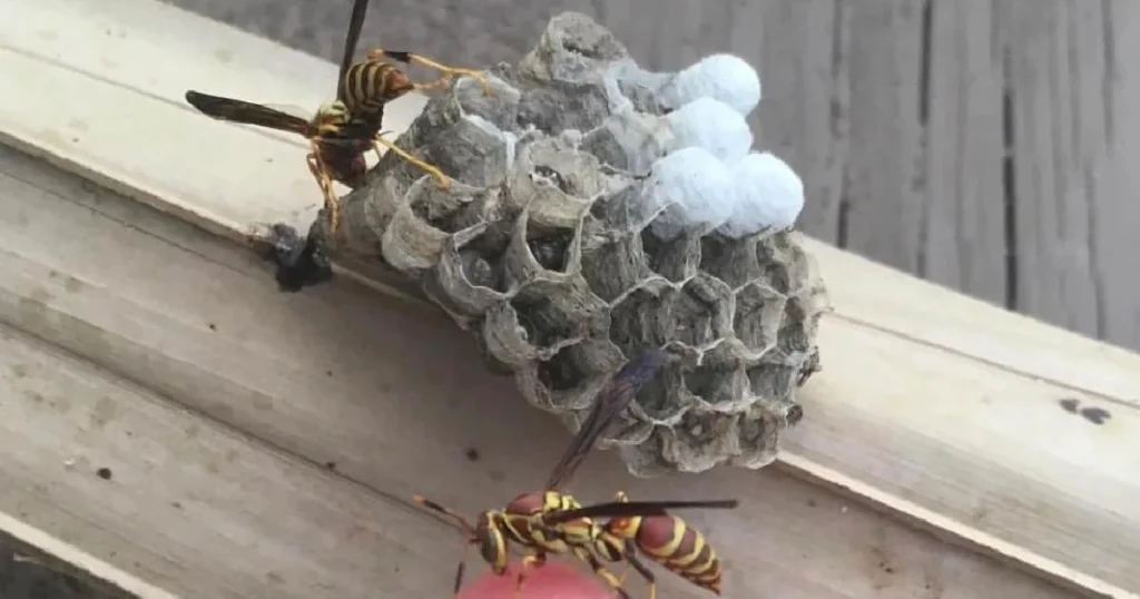 how to get wasps out of house
