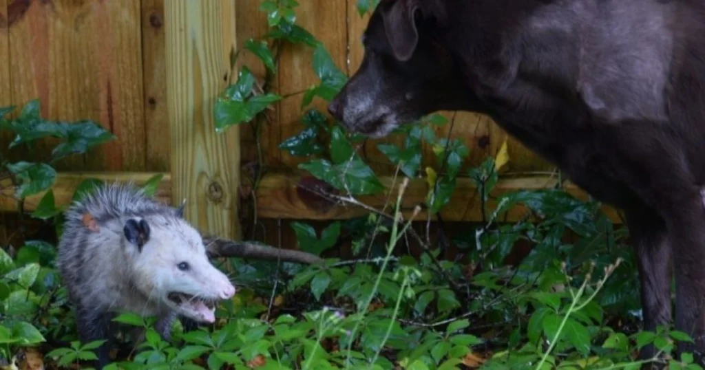 what animal eats opossum
