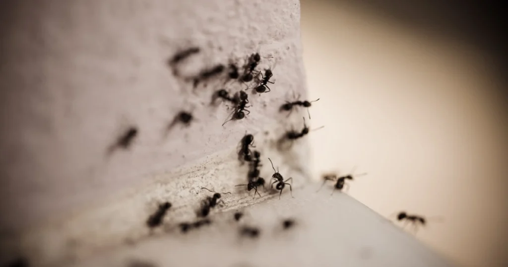 cost to get rid of carpenter ants
