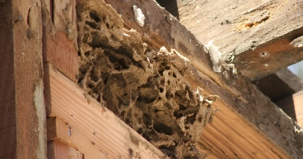 is termite prevention worth it