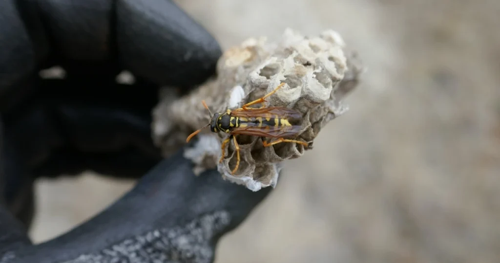 wasp nest removal service
