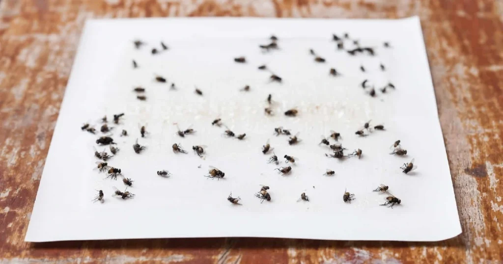 Sticky Ant Trap: An Effective Solution for Ant Infestations