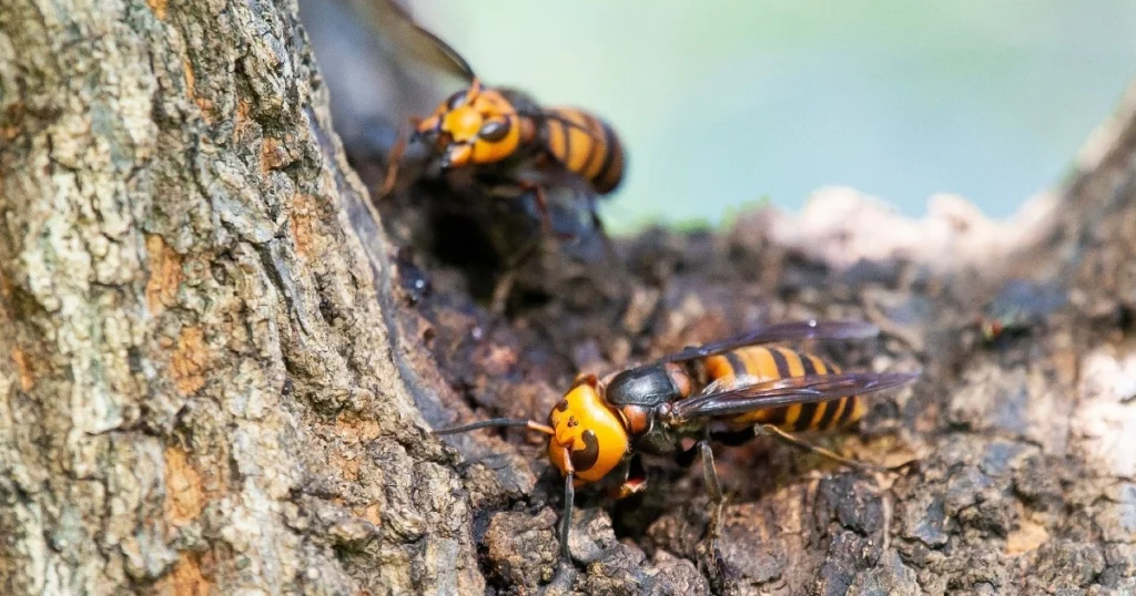 how to keep wasps and bees away from your house