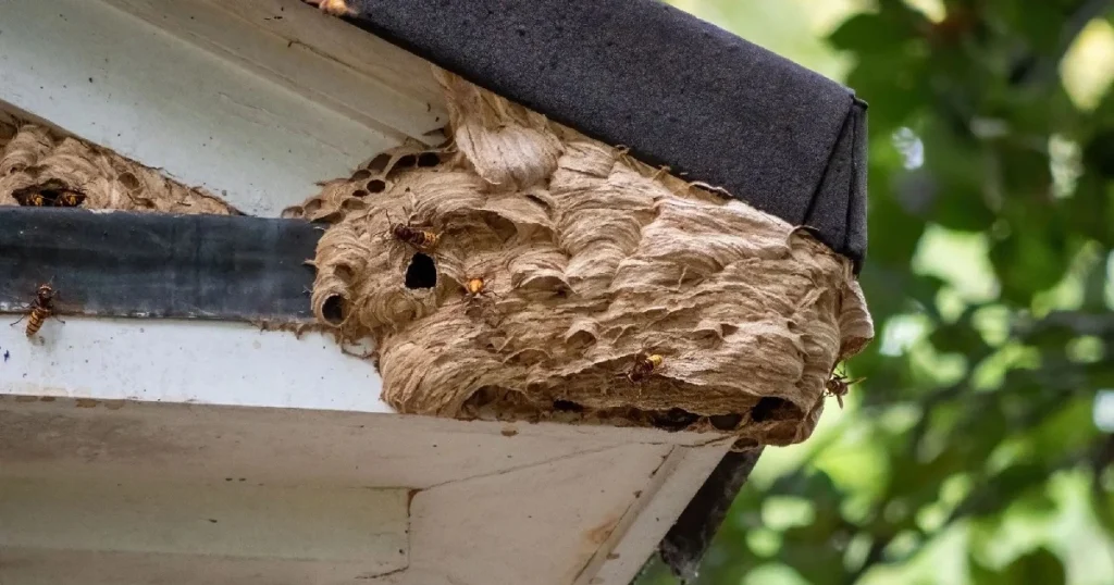 how much does wasp nest removal cost