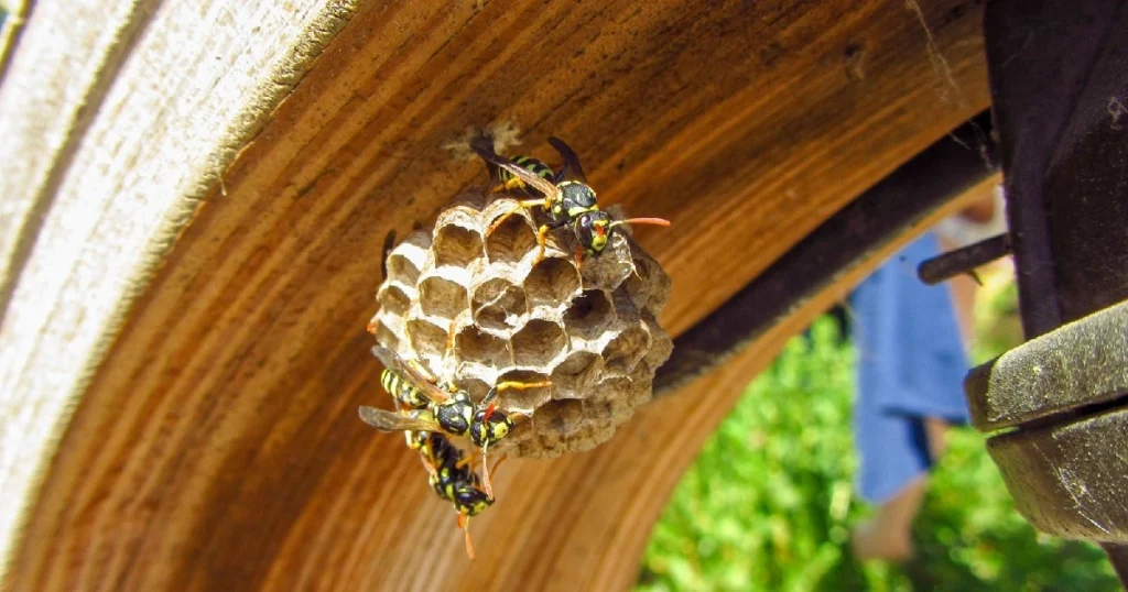 how to keep wasps out of your yard