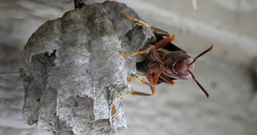 how to get wasps out of house