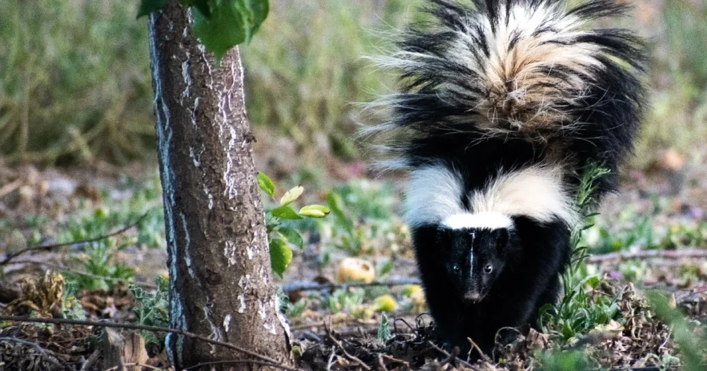 trapping a skunk in a live trap