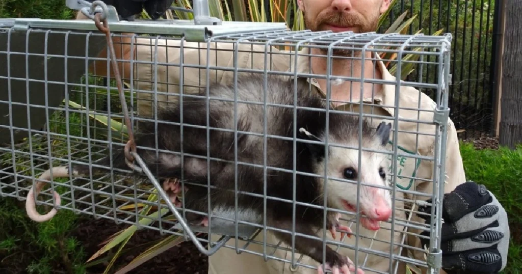 what eats opossum