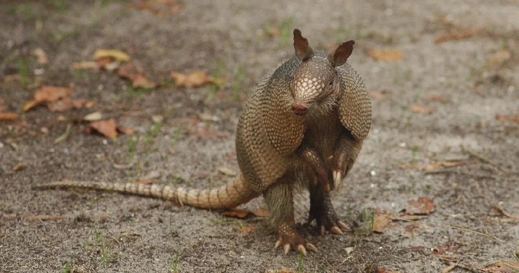 what is the best armadillo repellent