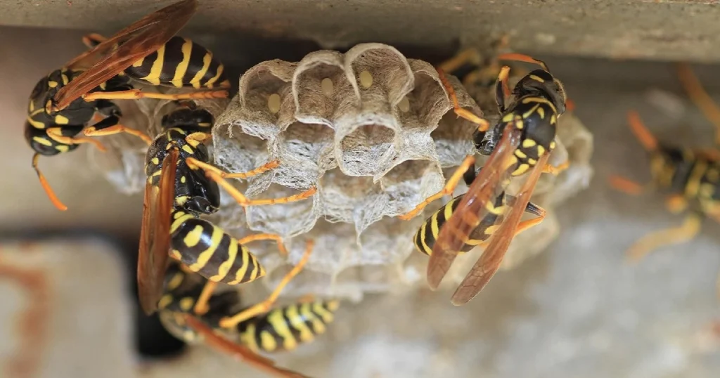 local wasp exterminator