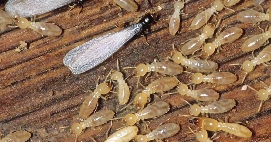 what is involved in a termite inspection