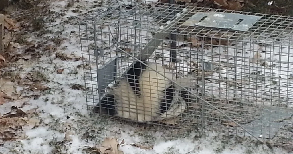 how to get a skunk out of a live trap