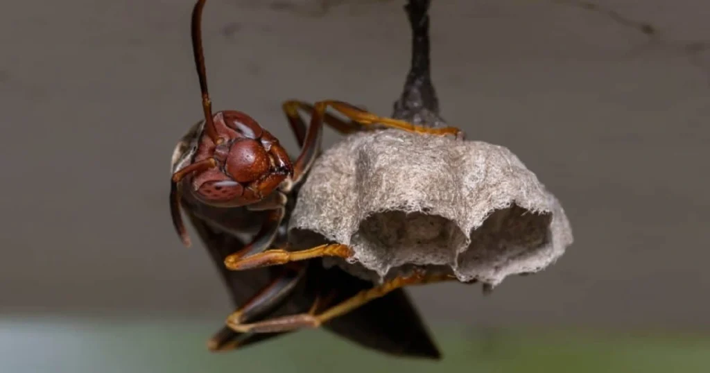 how to stop wasps coming through vents