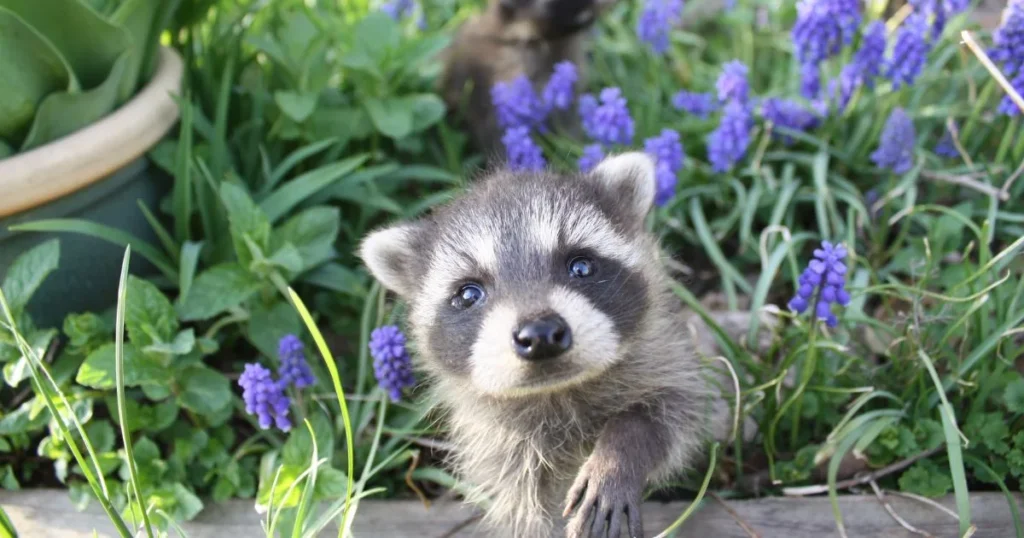 How Long Do Baby Raccoons Stay With Their Mother?