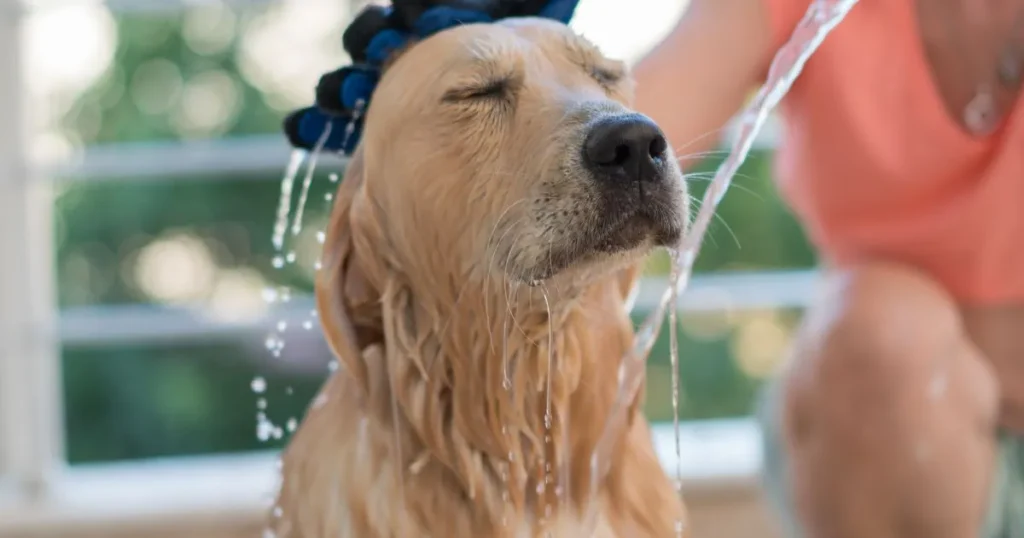 How to Clean a Dog That Got Sprayed by a Skunk