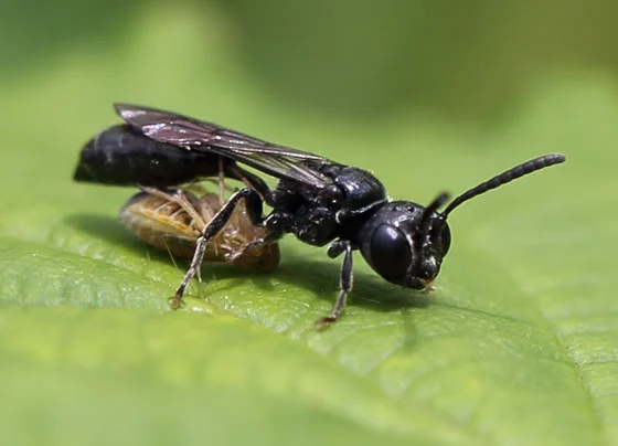 Tiny black wasp
