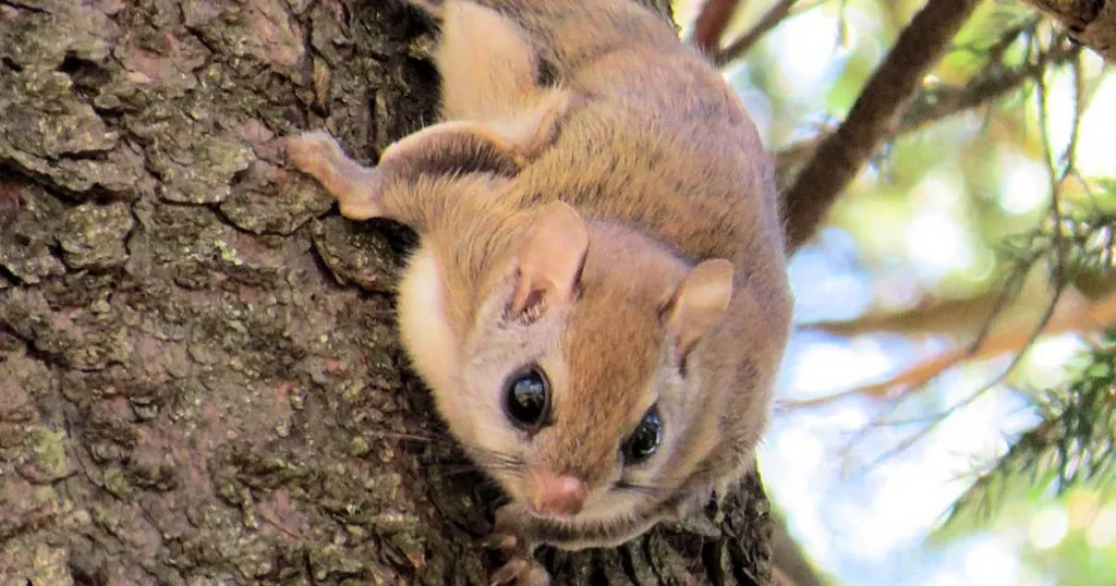 Identifying Flying Squirrels in Your Attic