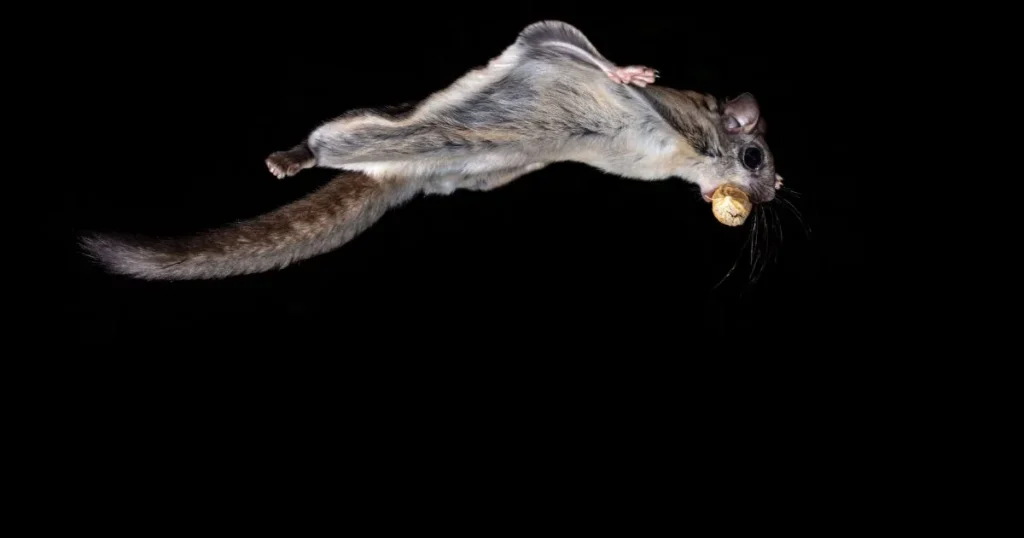 Impact and Risks of Flying Squirrels in Attics