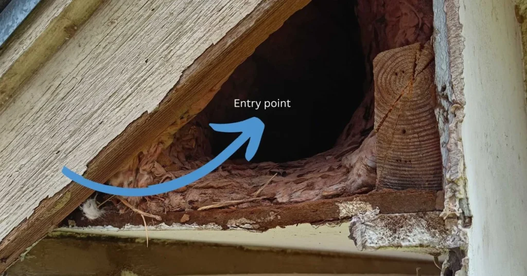 Entry point for pest