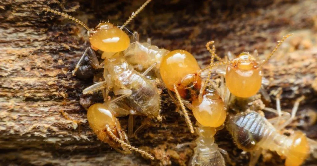Termite Inspection Process