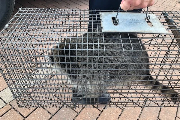 Raccoon trapped in a cage