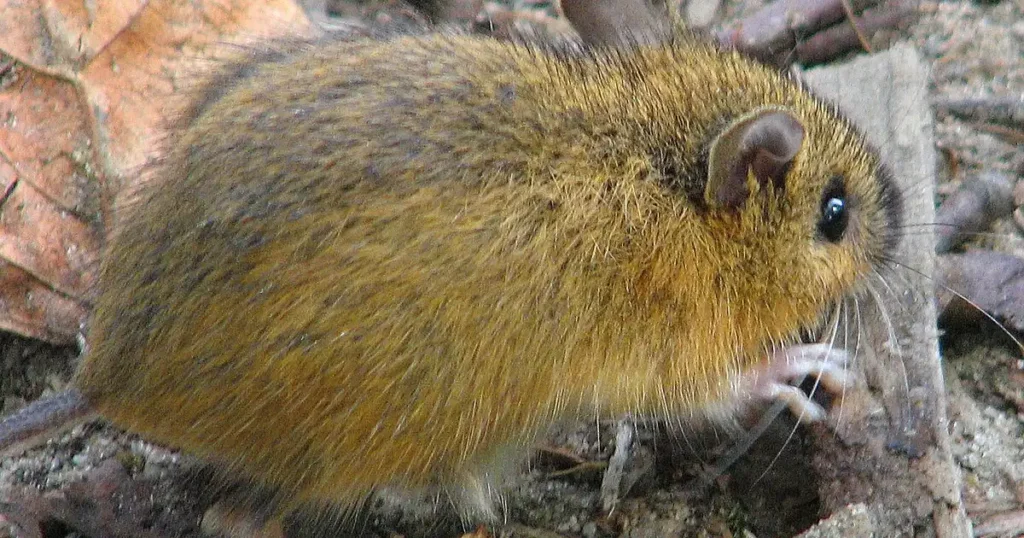 Woodland Jumping Mouse: An In-Depth Exploration | Critter Stop