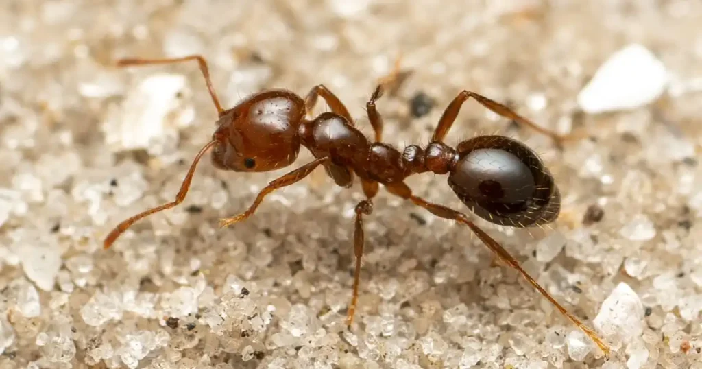 ant barrier spray