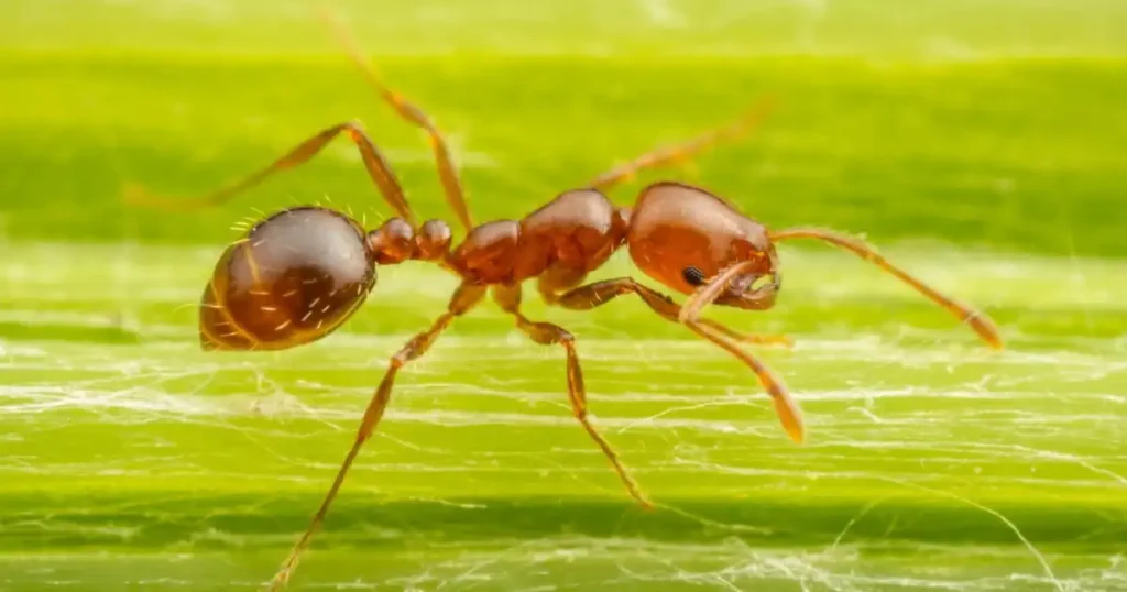 ants have how many legs