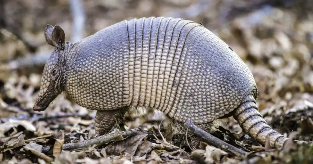 armadillo and pangolin