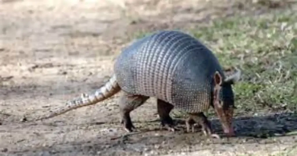 armadillo eat ants