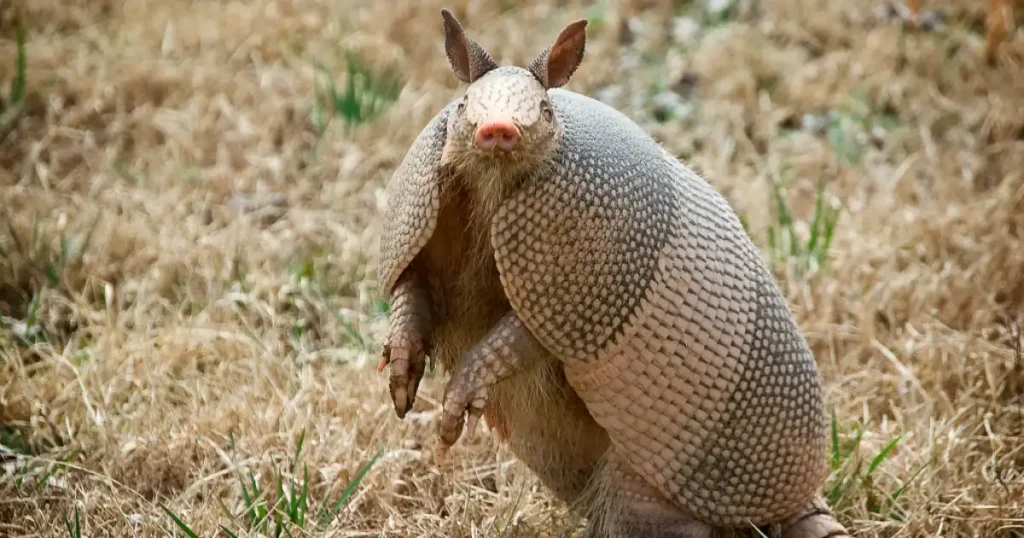 armadillo vs anteater