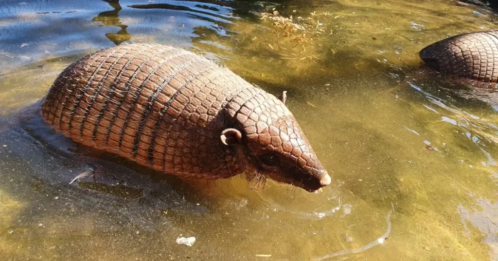 armadillo water