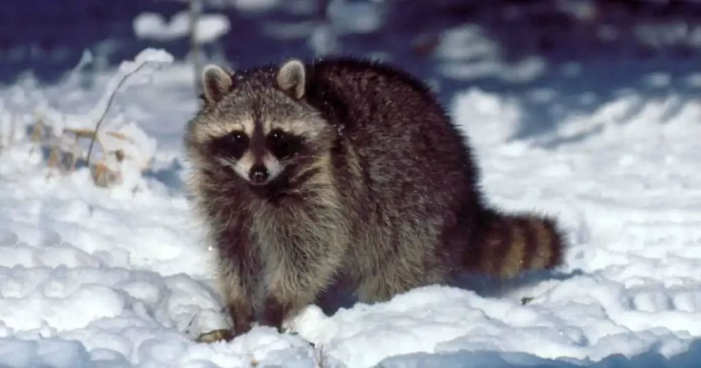 can dogs get distemper from raccoons