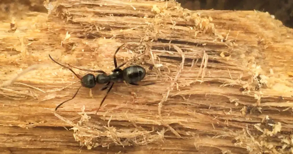 carpenter ants wood floor damage