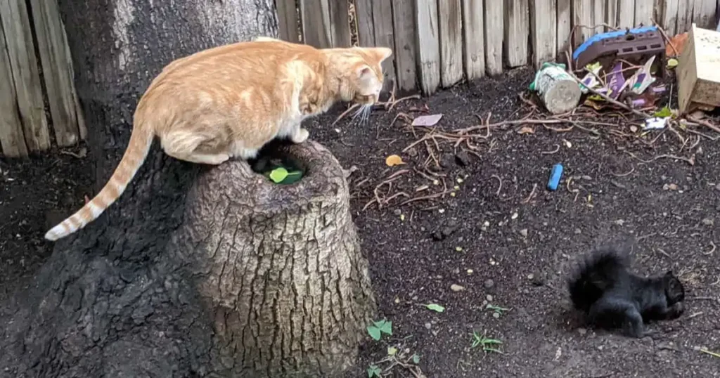 cats chasing squirrels