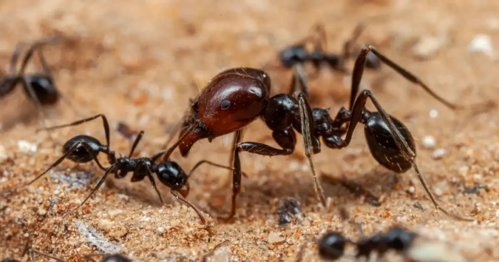 commercial ant control