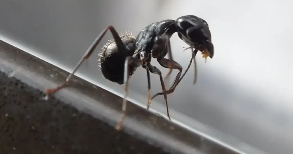 do ant traps work for carpenter ants