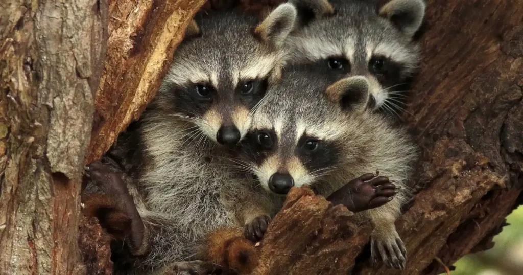 do raccoons dig holes