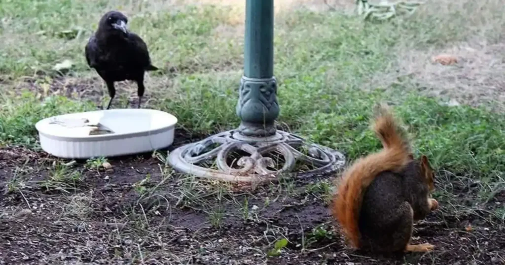 do ravens eat squirrels