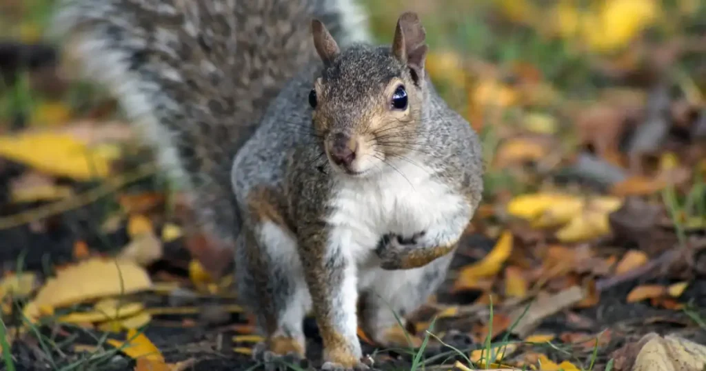 Do Squirrels Pee? Exploring the Secretive Habits of Squirrels