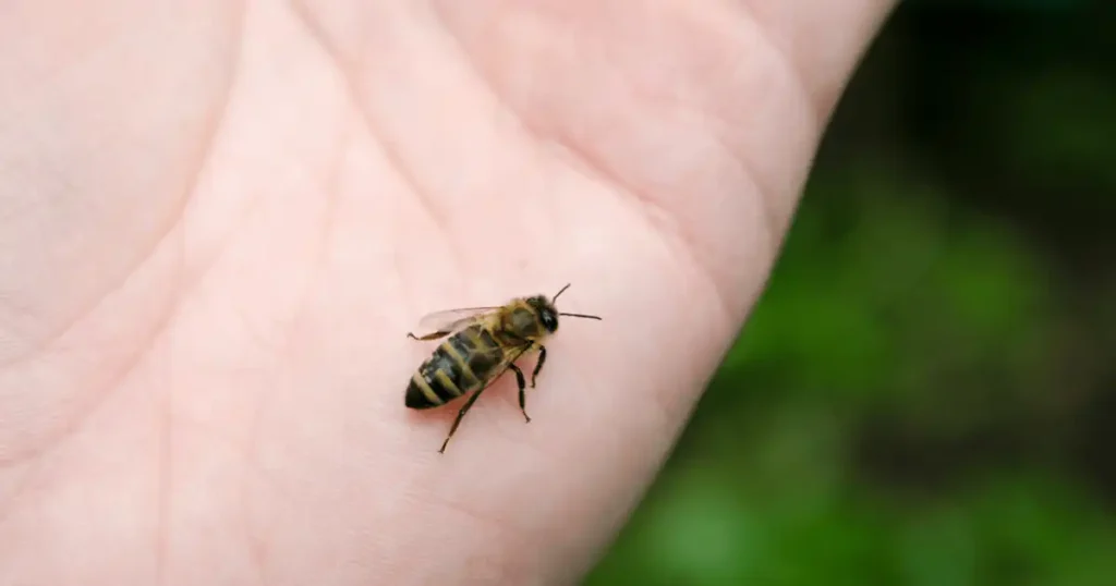 does mustard help bee stings