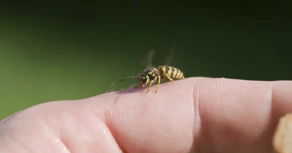 does mustard help with bee stings