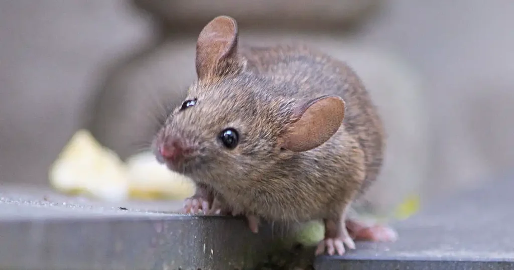 Field Mice vs House Mice: Understanding the Differences