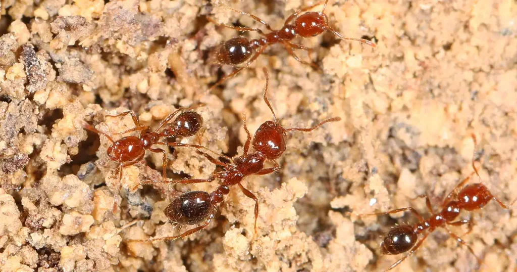 fire ant lawn treatment