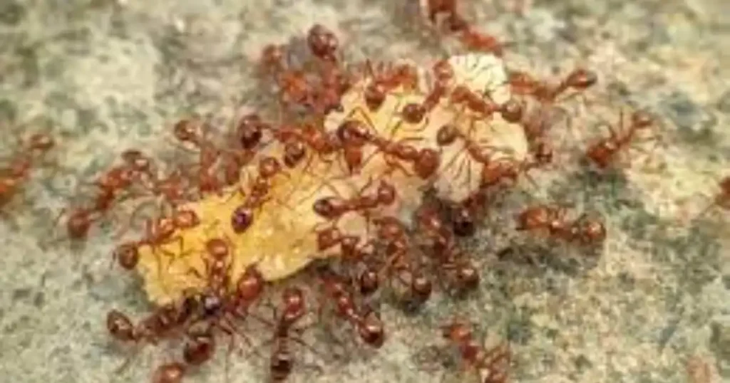 fire ant treatment for lawns
