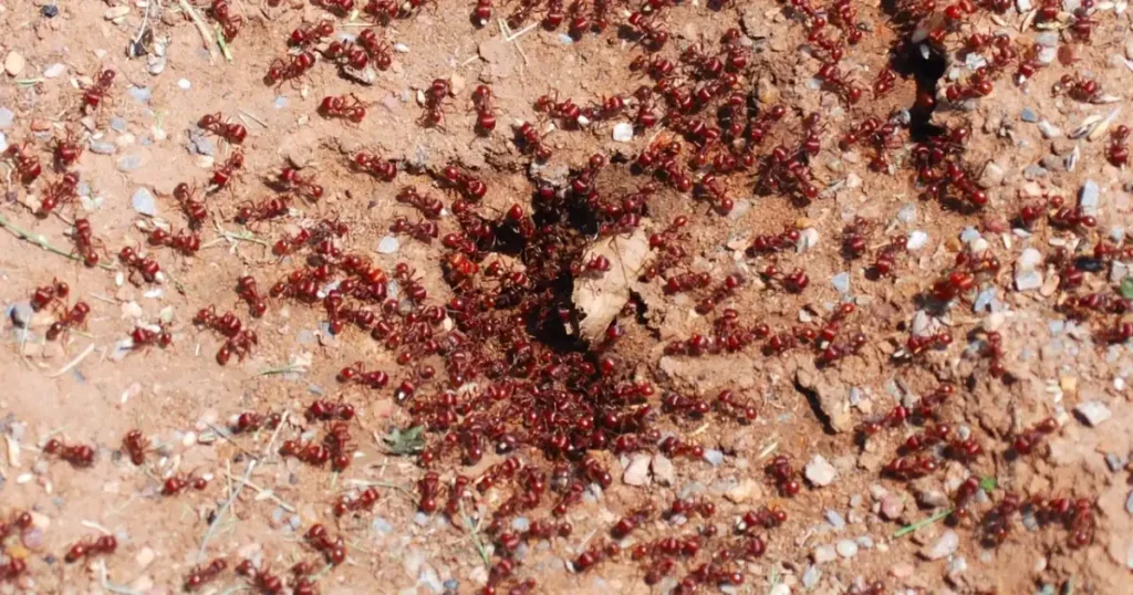 get rid of fire ants in garden