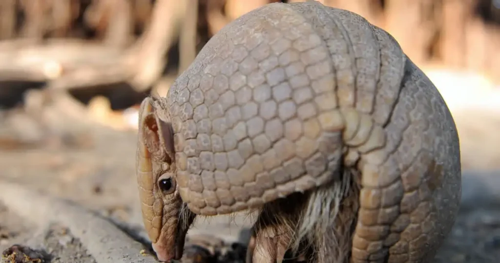 how hard is an armadillo shell