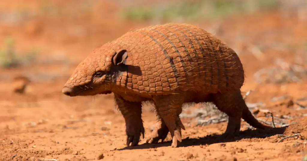 how much does an armadillo eat per day