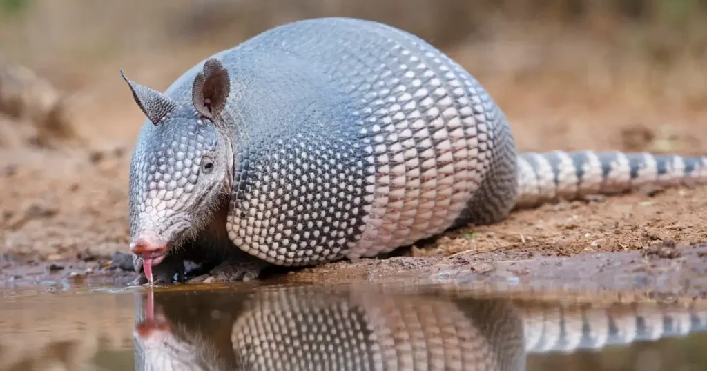 how strong is an armadillo shell